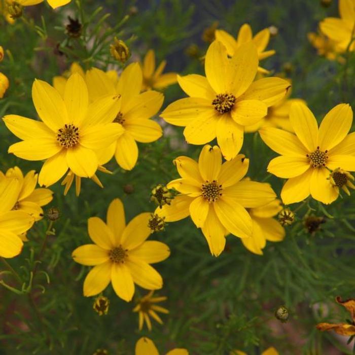 Coreopsis verticillata 'Zagreb' plant