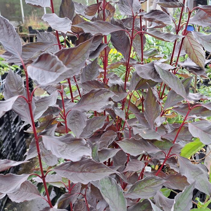 Cornus alba 'Nightfall' plant