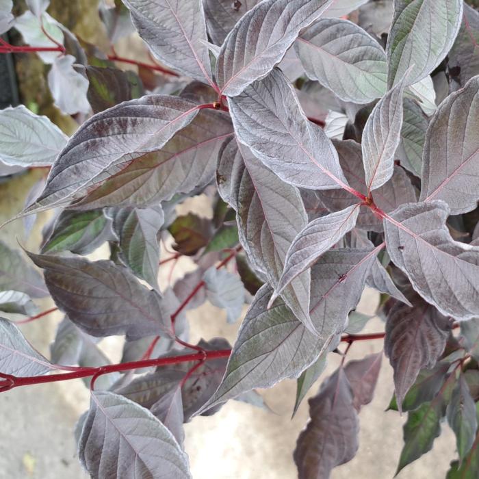 Cornus alba 'Nightfall' plant