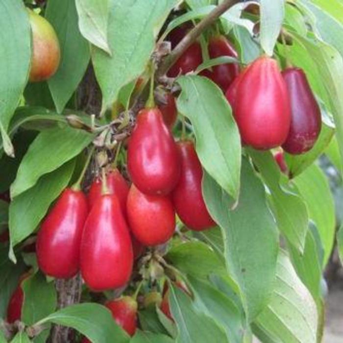 Cornus mas 'Schönbrunner Gourmet Dirndl' plant