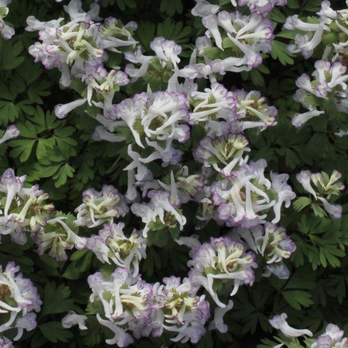 Corydalis solida 'Merlin' plant