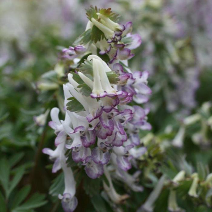 Corydalis solida 'Merlin' plant