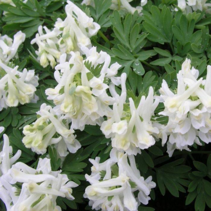 Corydalis solida 'White Knight' plant