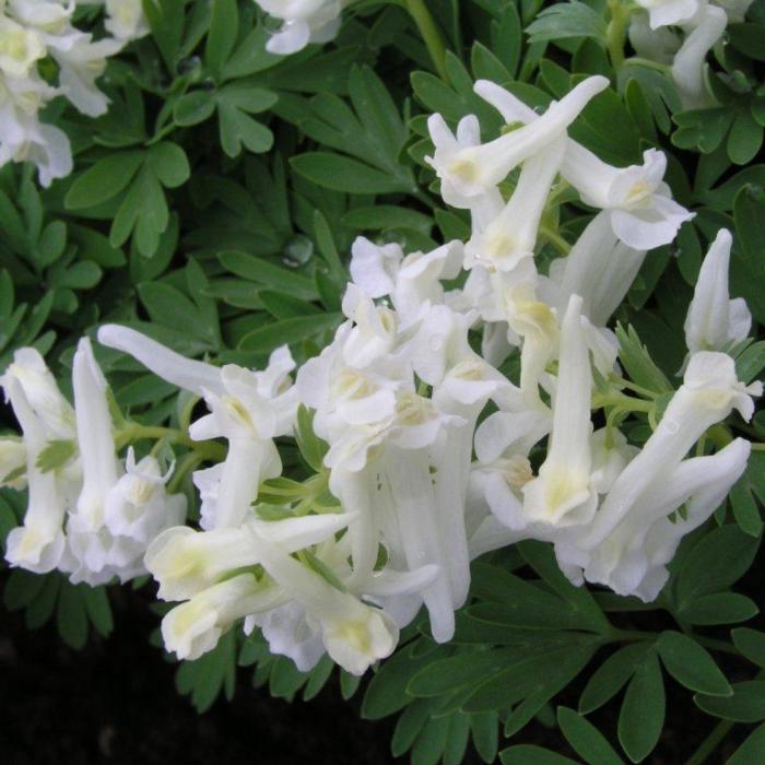 Corydalis solida 'White Knight' plant