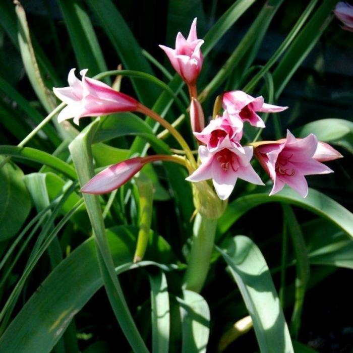 Crinum bulbispermum plant