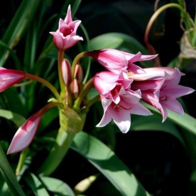 crinum-bulbispermum