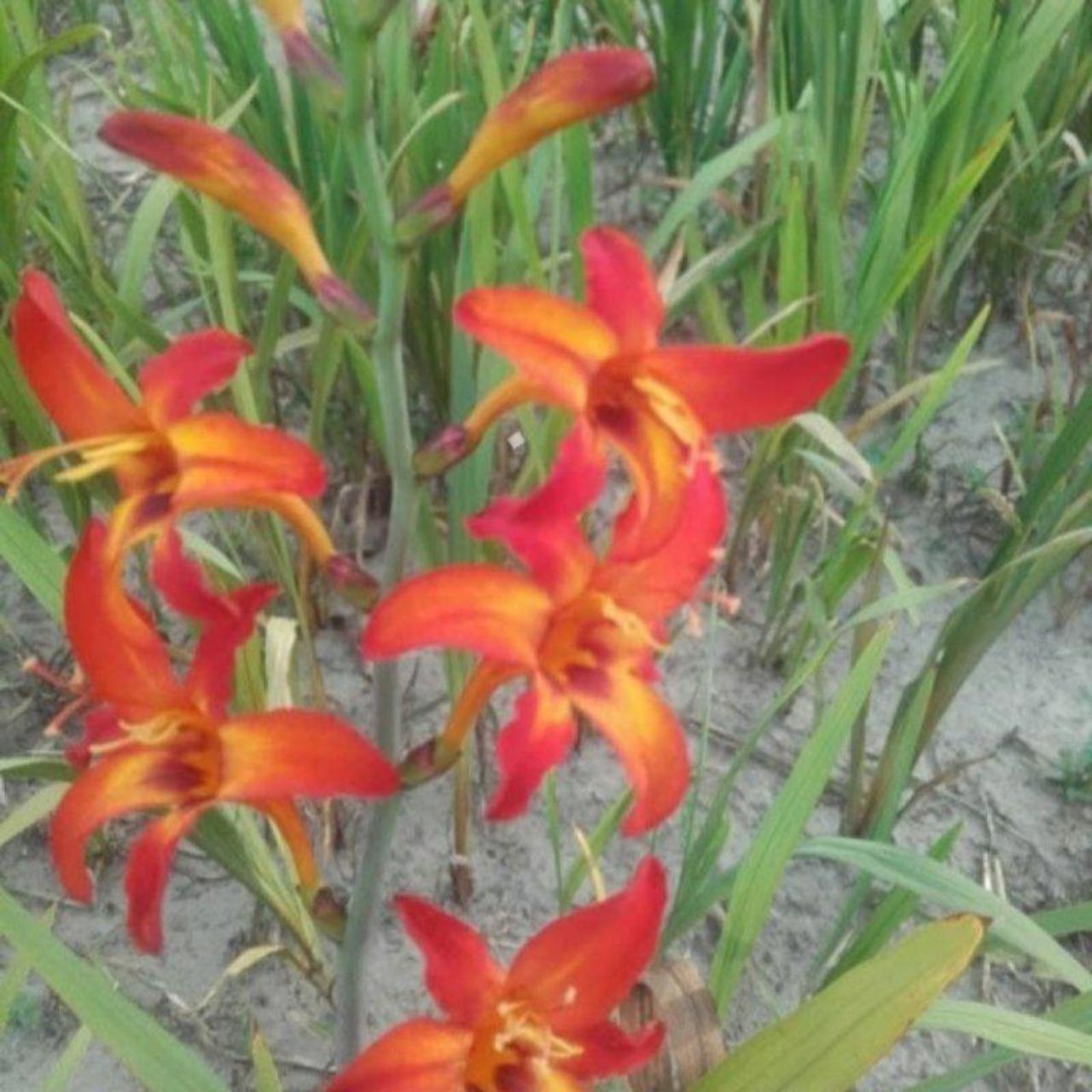 Crocosmia 'Bicolor' plant