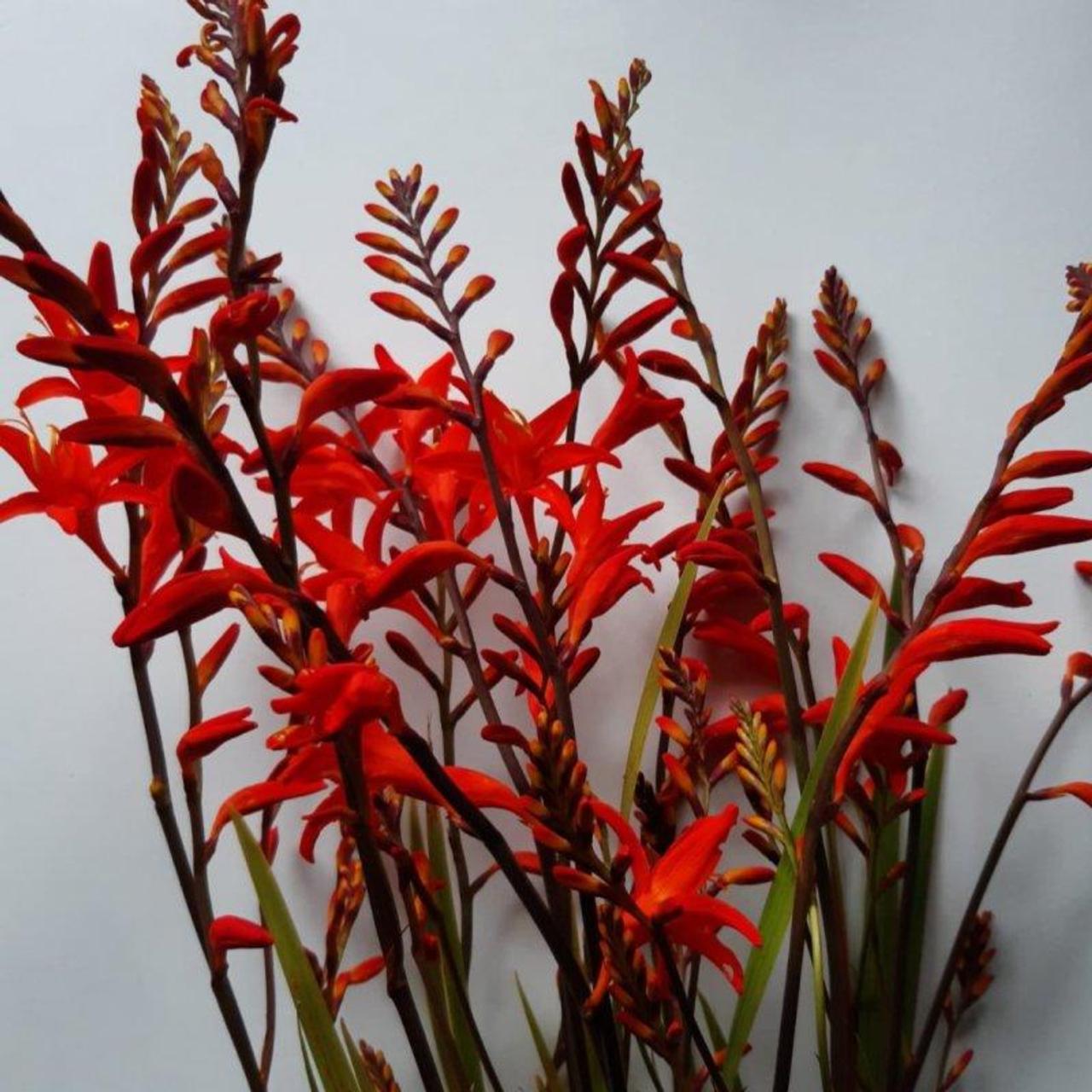 Crocosmia 'Fire Fly' plant