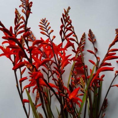 crocosmia-fire-fly