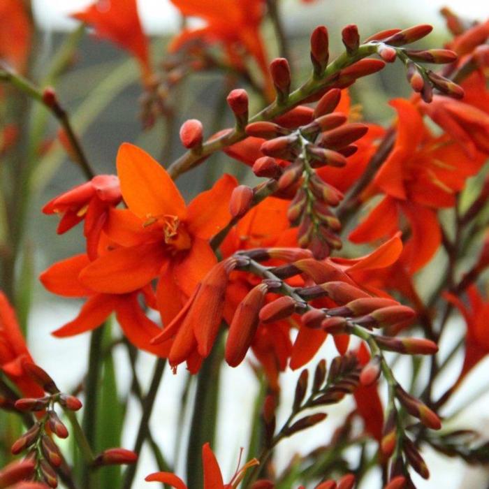 Crocosmia masoniorum plant