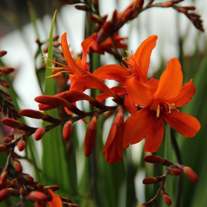 Crocosmia masoniorum plant