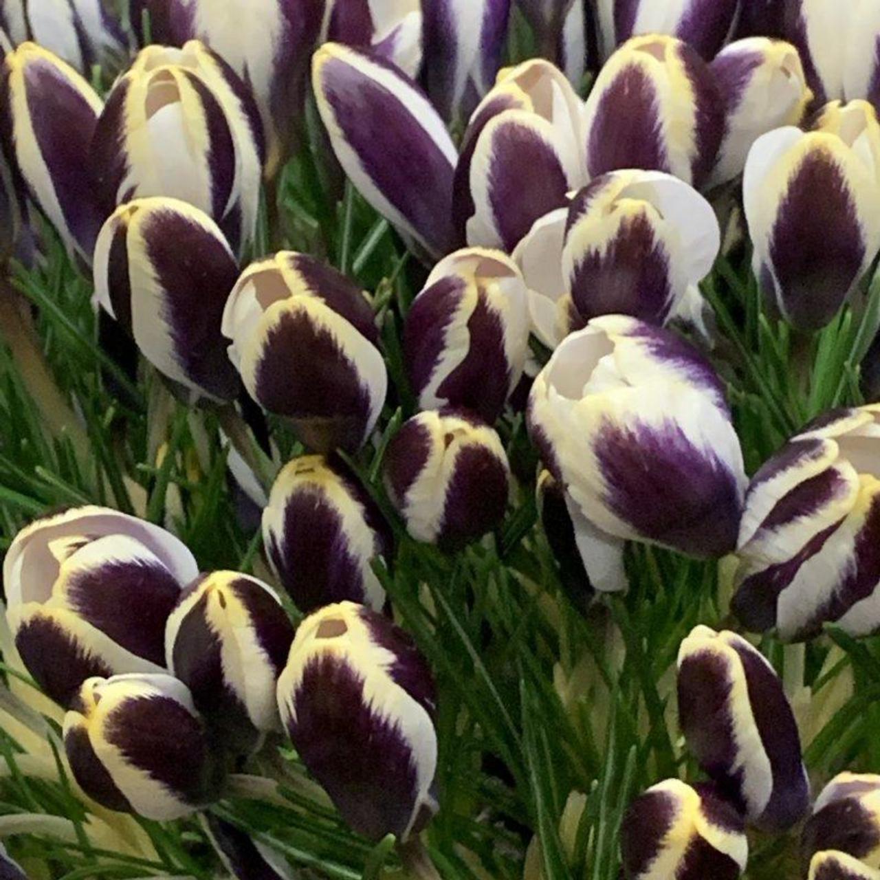 Crocus chrysanthus 'Panda' plant