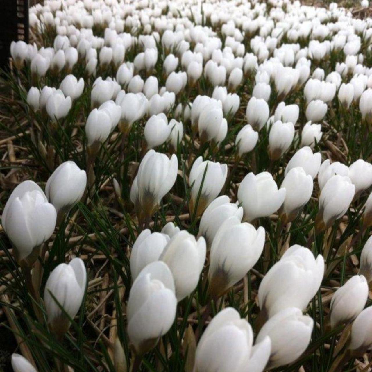 Crocus chrysanthus 'Polar Bear' plant