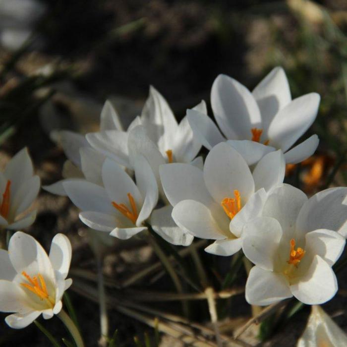 Crocus 'Miss Vain' plant