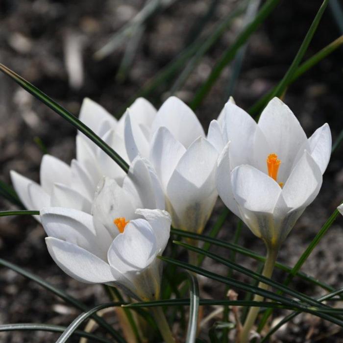 Crocus 'Miss Vain' plant