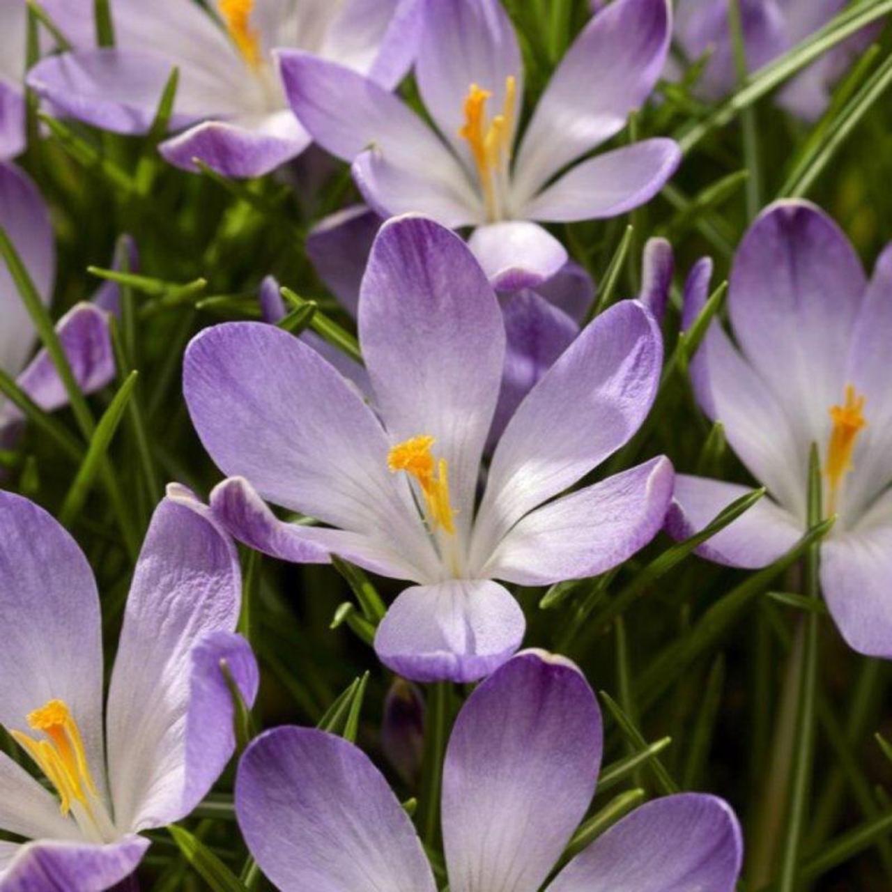 Crocus tommasinianus 'Rudy Light' plant