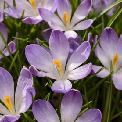 crocus-tommasinianus-rudy-light