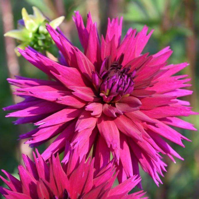 Dahlia 'Ambition' plant