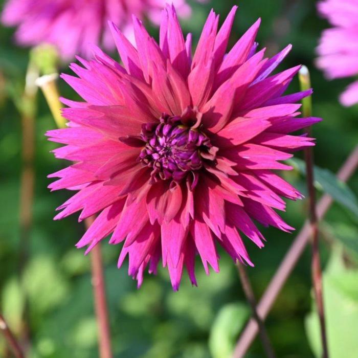 Dahlia 'Ambition' plant