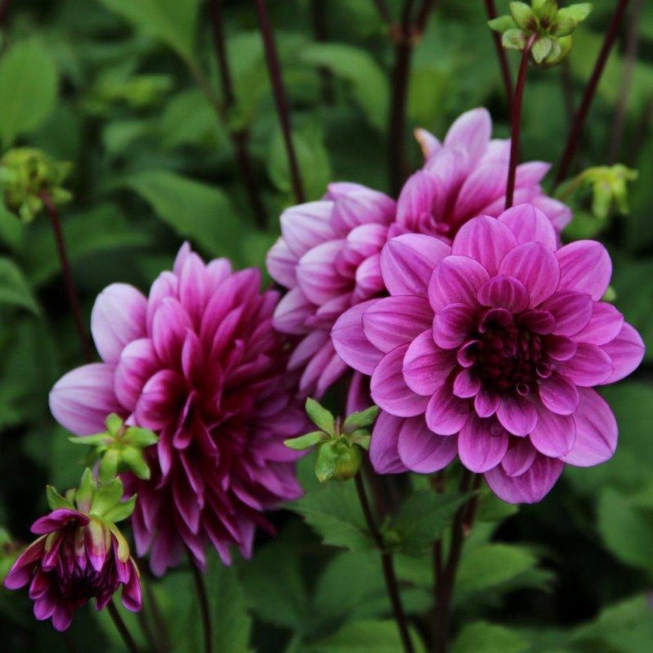 Dahlia Blue Bell Buy Plants At Coolplants