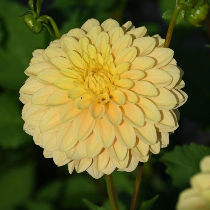 Dahlia 'Bocherel' plant