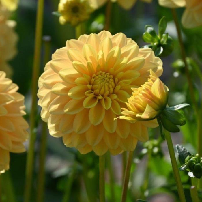 Dahlia 'Bocherel' plant