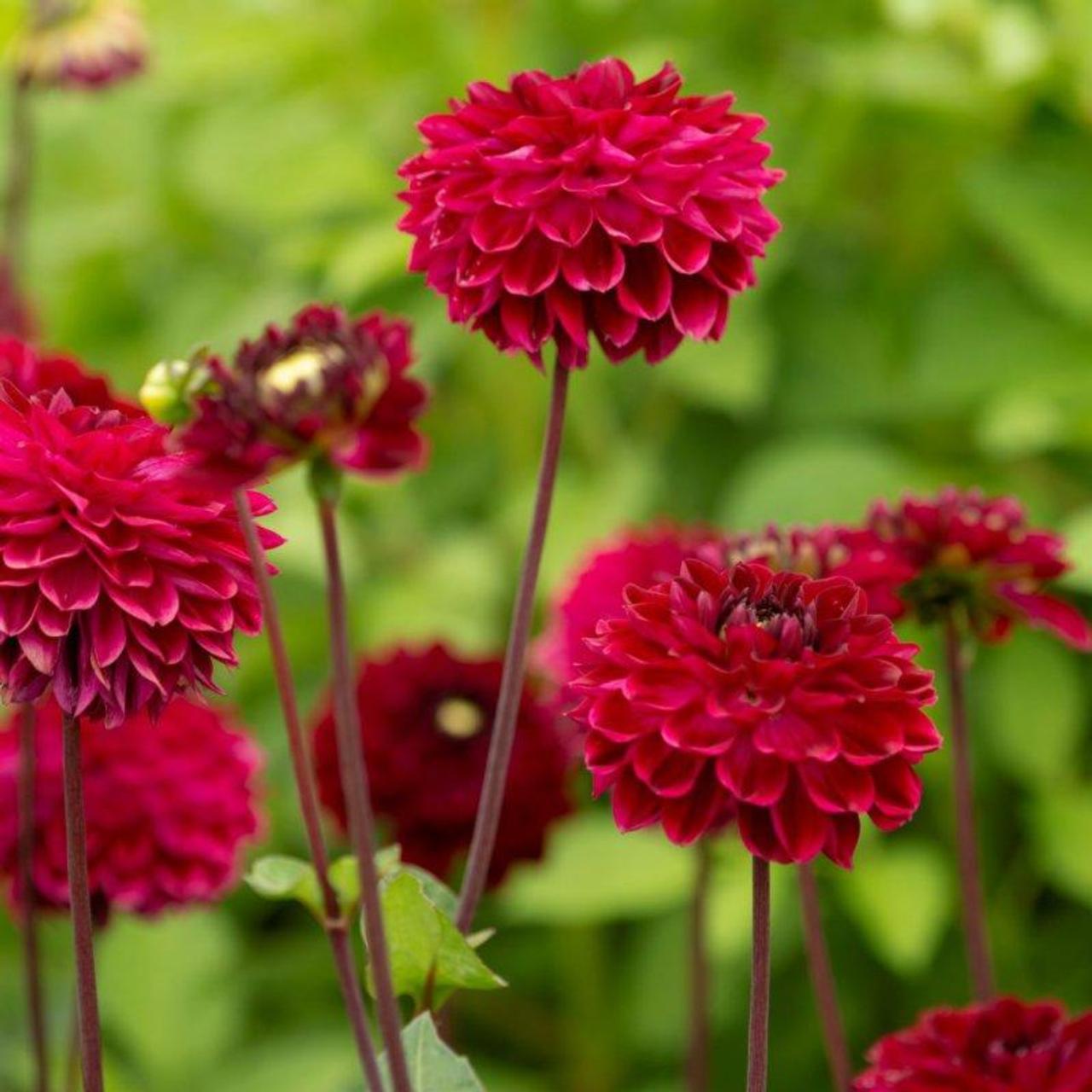 Dahlia 'Buran' - buy plants at Coolplants