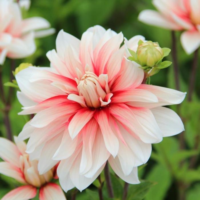 Dahlia 'Catching Fire' plant