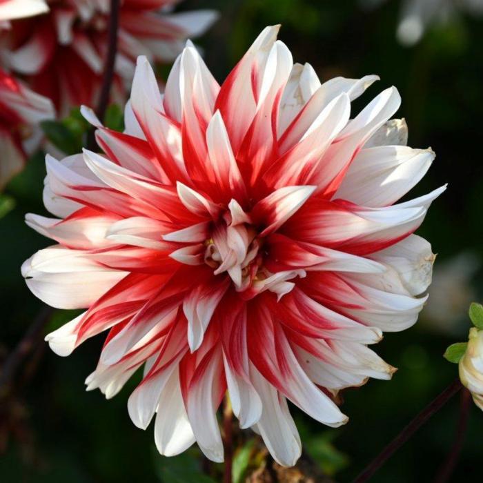 Dahlia 'Catching Fire' plant