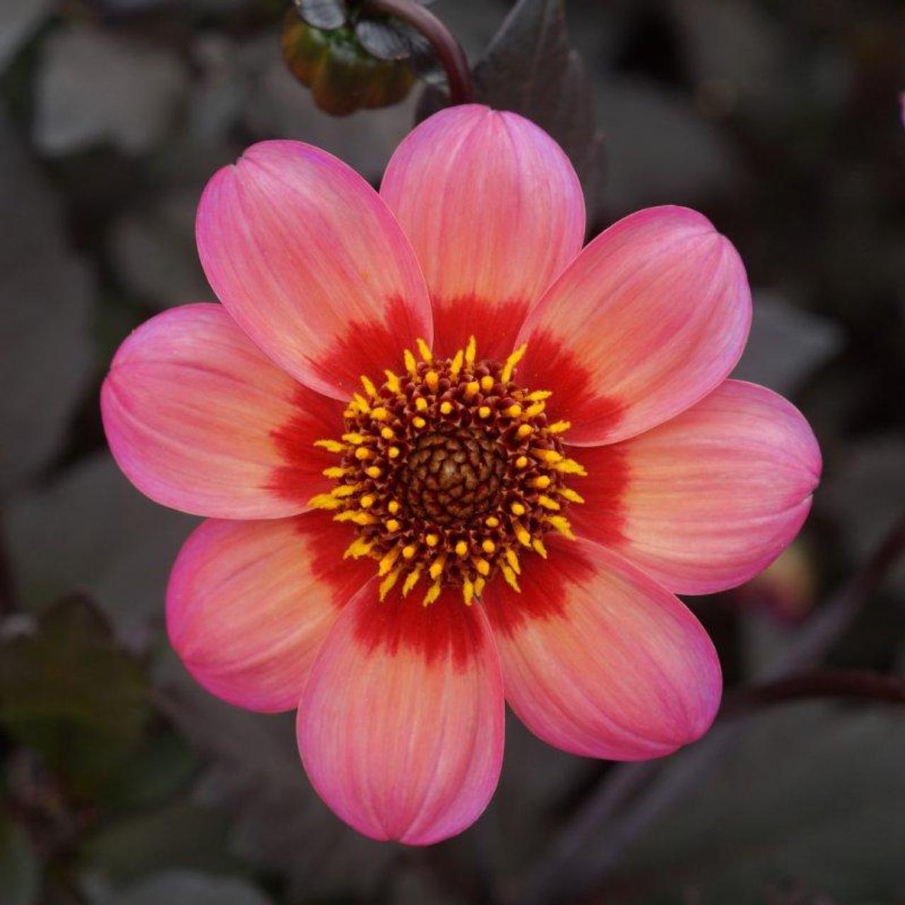 Dahlia 'Dahlegria Tricolore (Dahlgr85)' plant