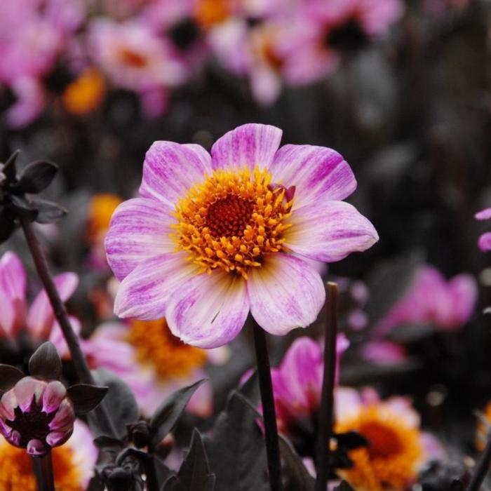 Dahlia 'Dark Angel American Pie' plant