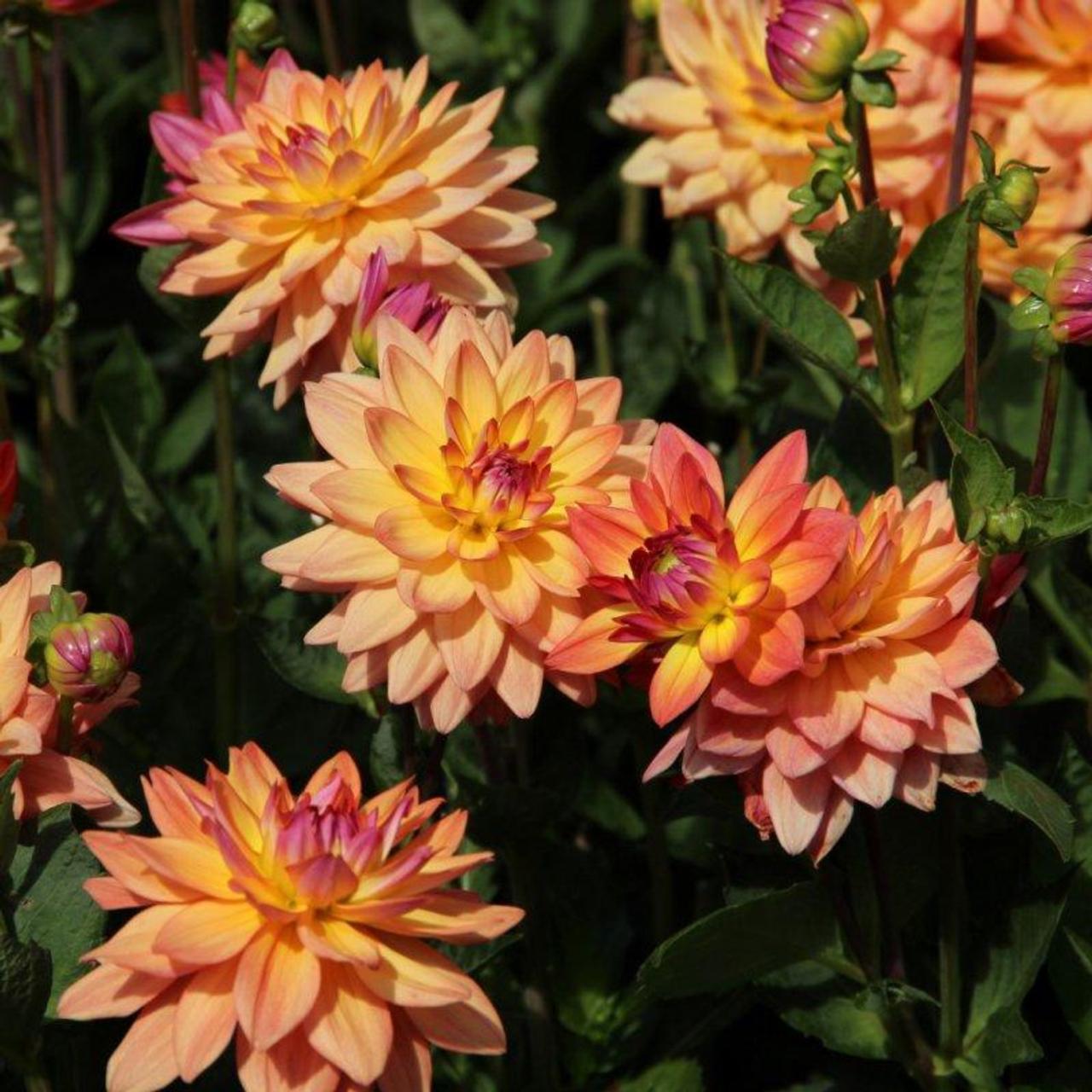 Dahlia 'Dora' plant