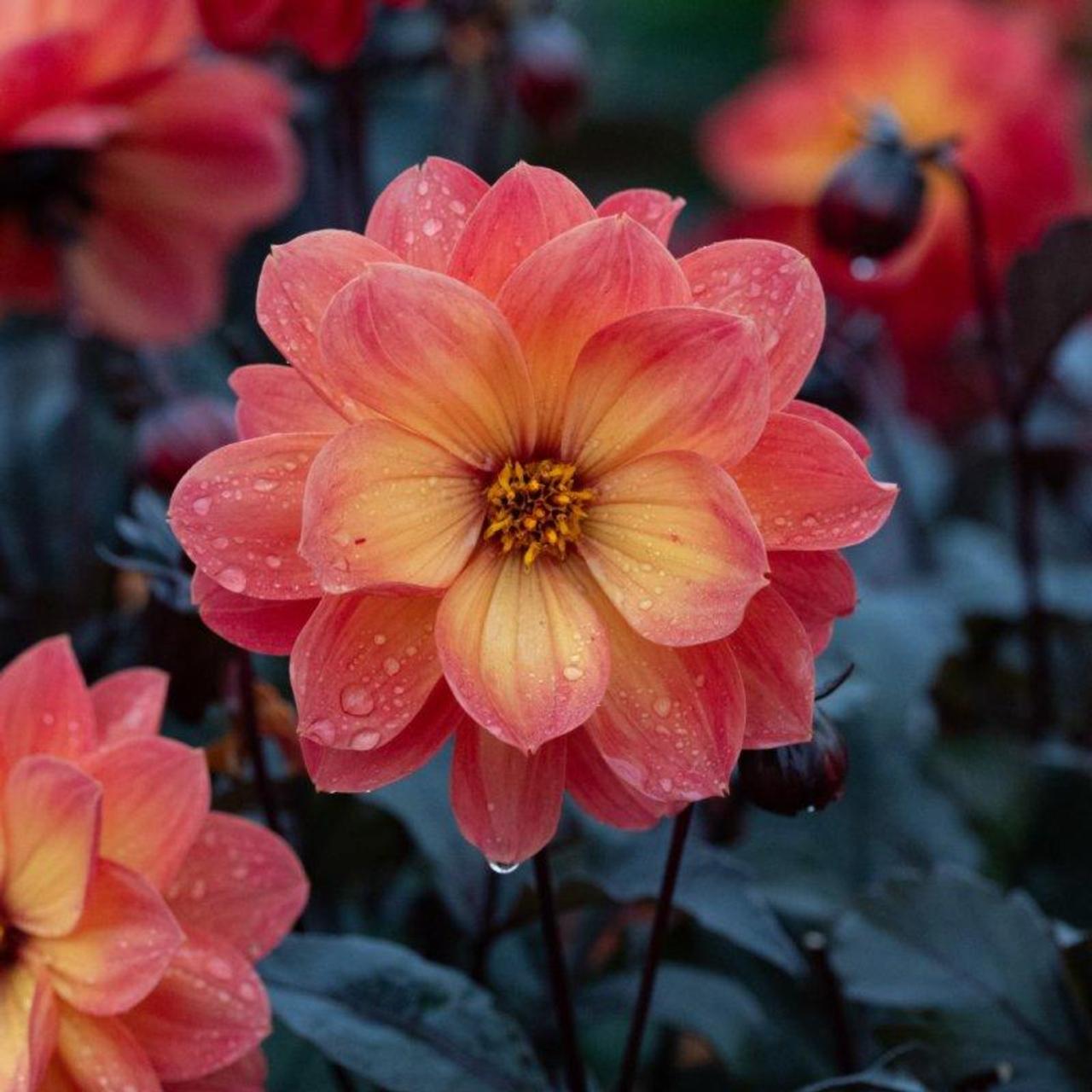 Dahlia 'Dreamy Sunset' plant