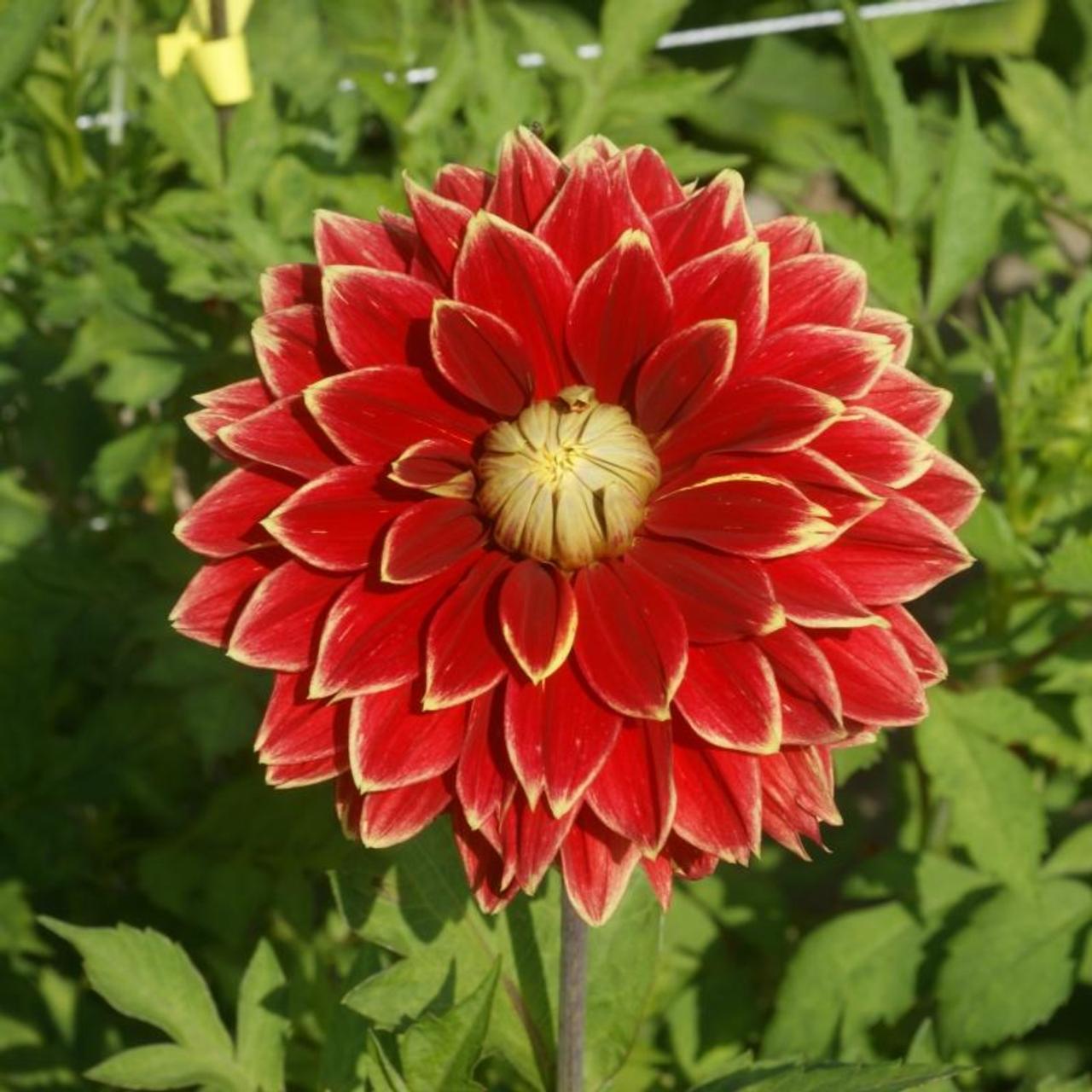 Dahlia 'Dutch Carnaval' plant