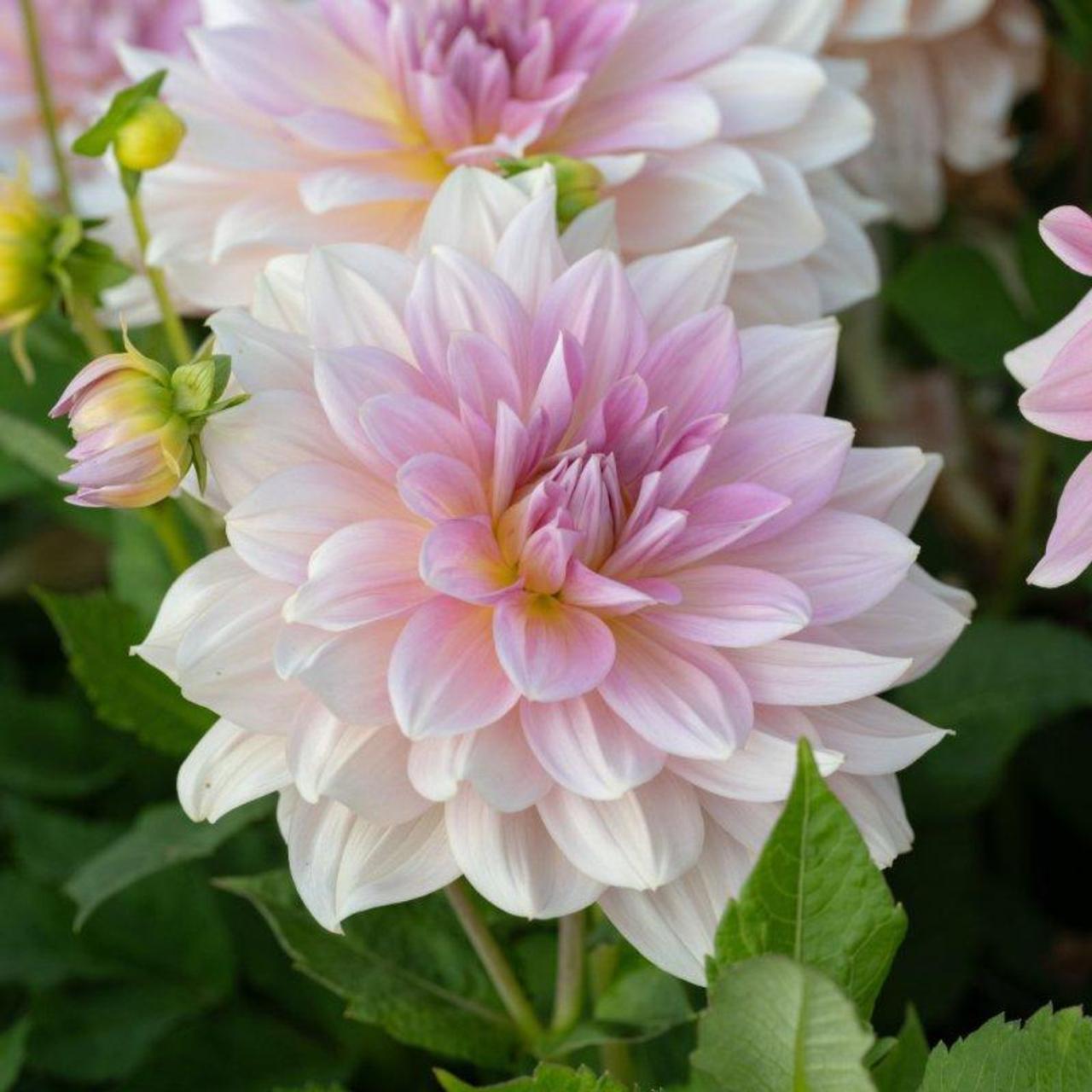 Dahlia 'Fairway Pilot' plant