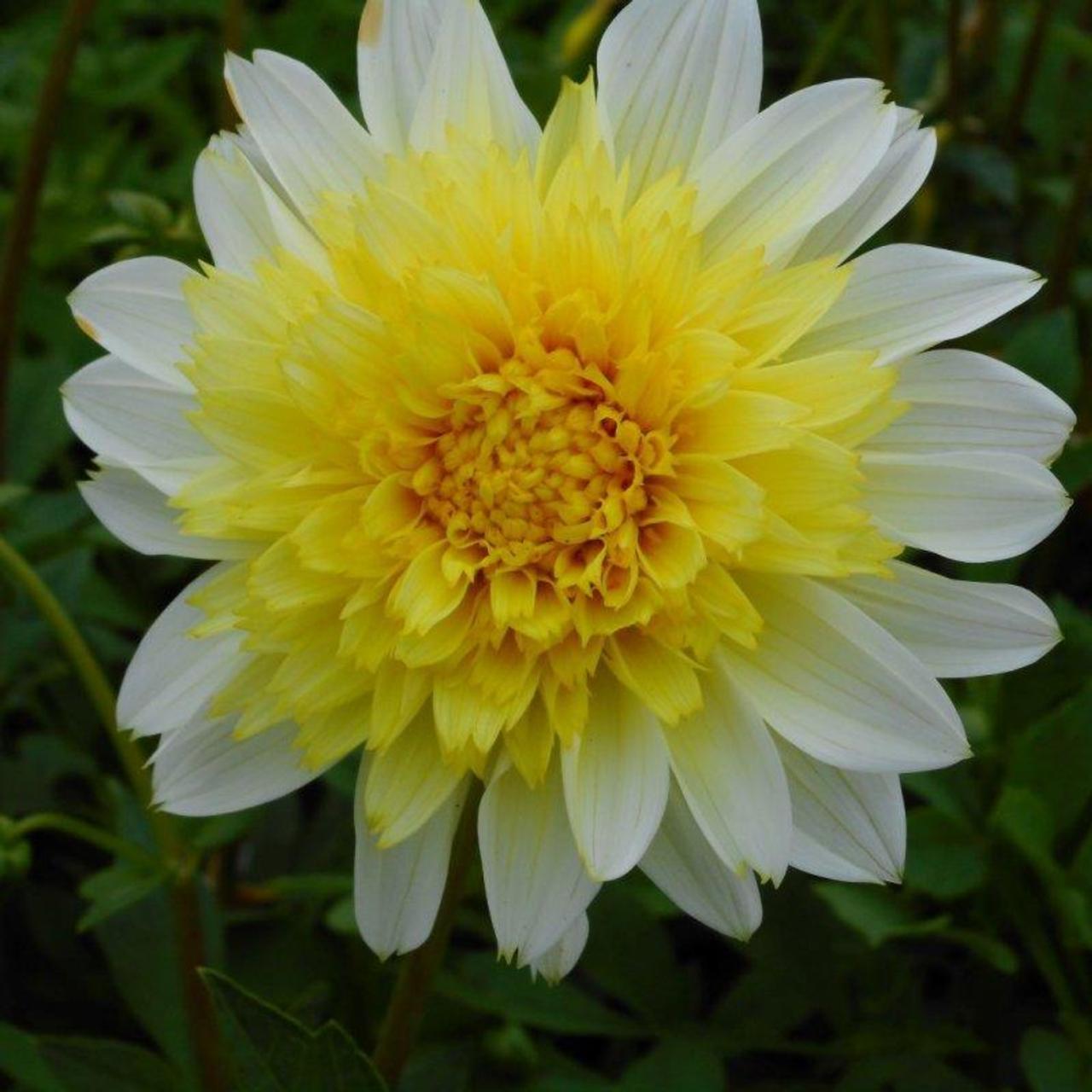 Dahlia 'Freya's Paso Doble' plant