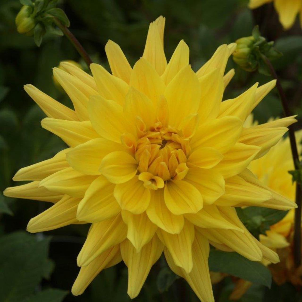 Dahlia 'Gelber Vulcan' plant