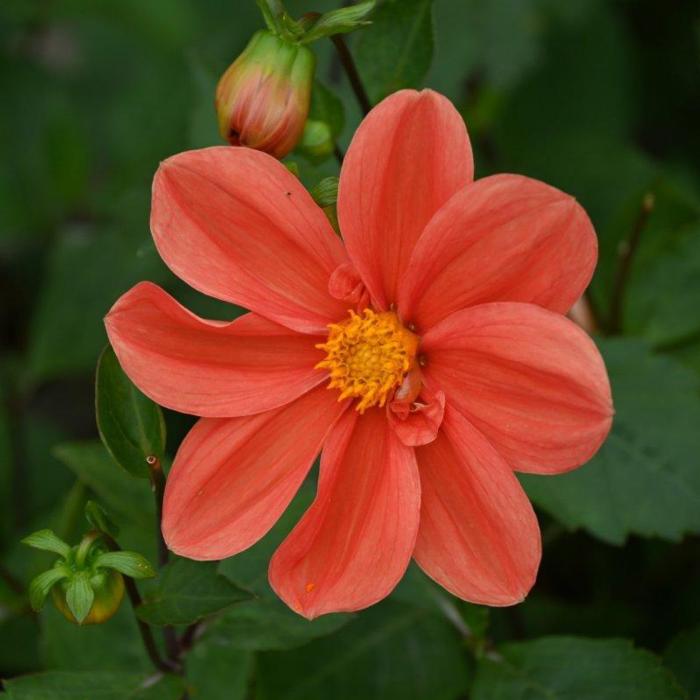 Dahlia 'G.F. Hemerik' plant