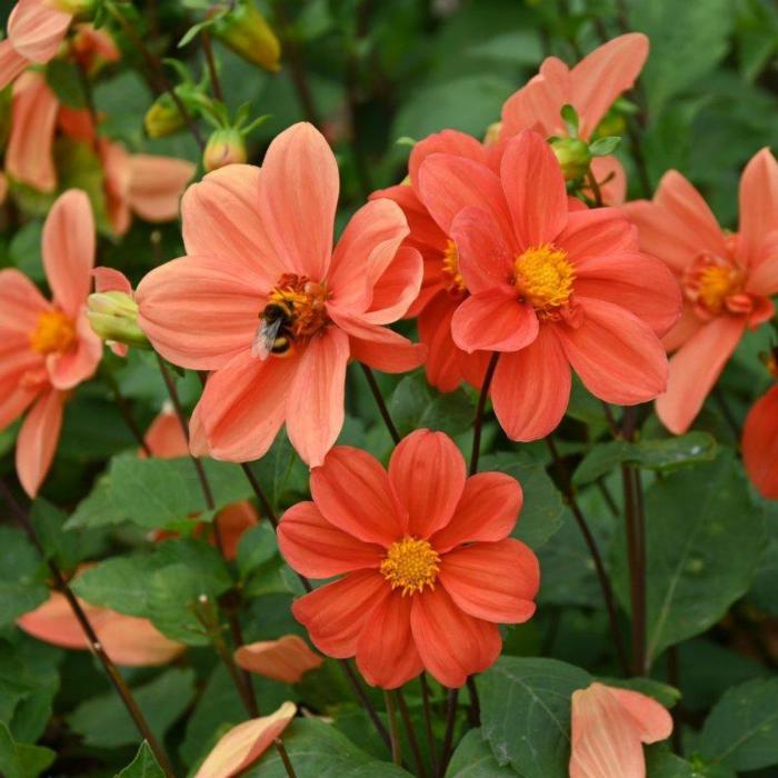 Dahlia 'G.F. Hemerik' plant