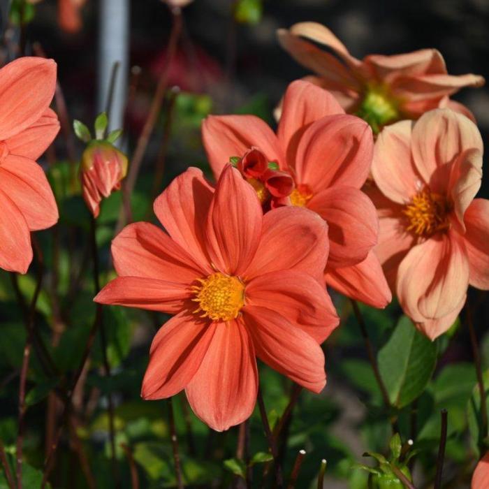 Dahlia 'G.F. Hemerik' plant