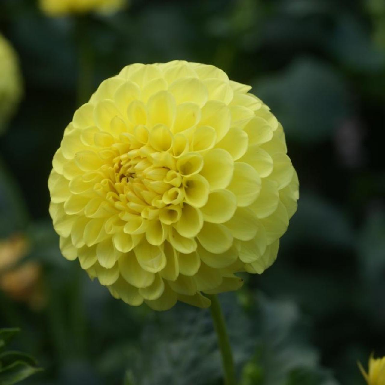 Dahlia 'Golden Scepter' plant