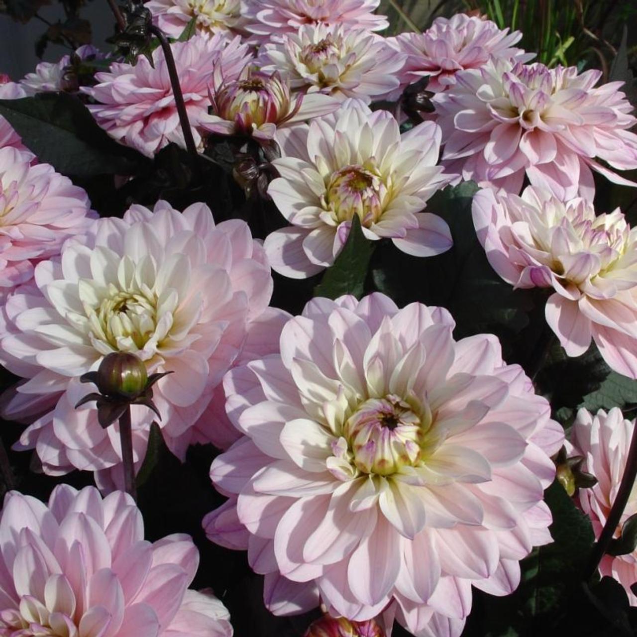 Dahlia 'Harmony' plant