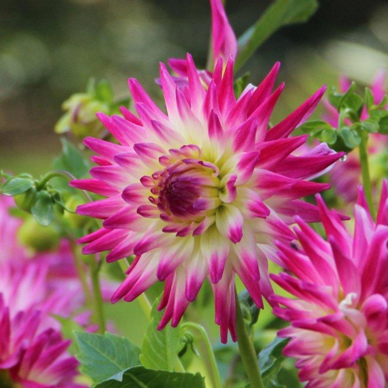 Dahlia ‘Hayley Jane’ - buy plants at Coolplants