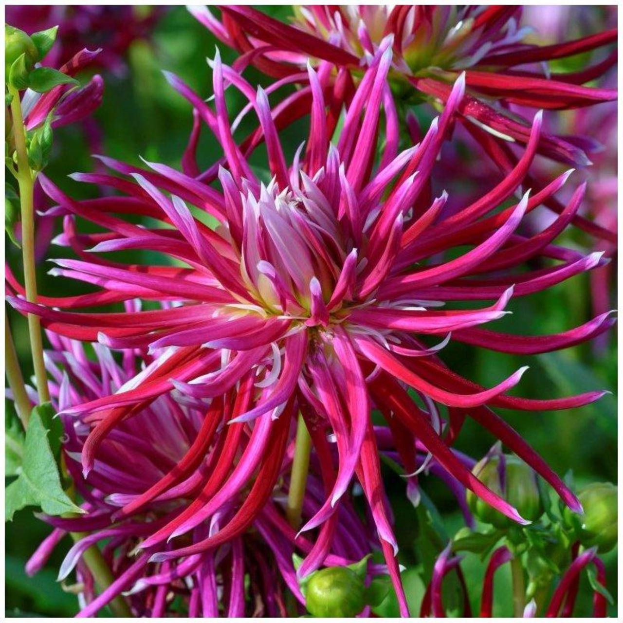 Dahlia 'Hollyhill Spiderwoman' plant