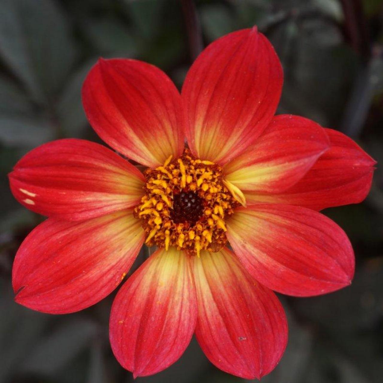 Dahlia 'HS Flame' plant