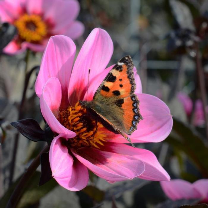 Dahlia 'HS Wink' plant