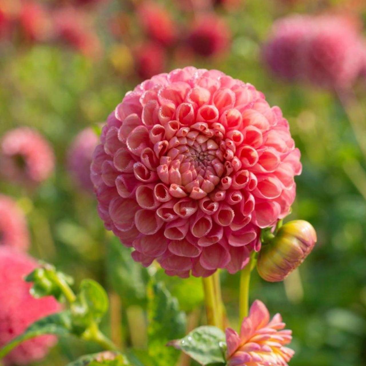 Dahlia 'Jowey Frambo' plant