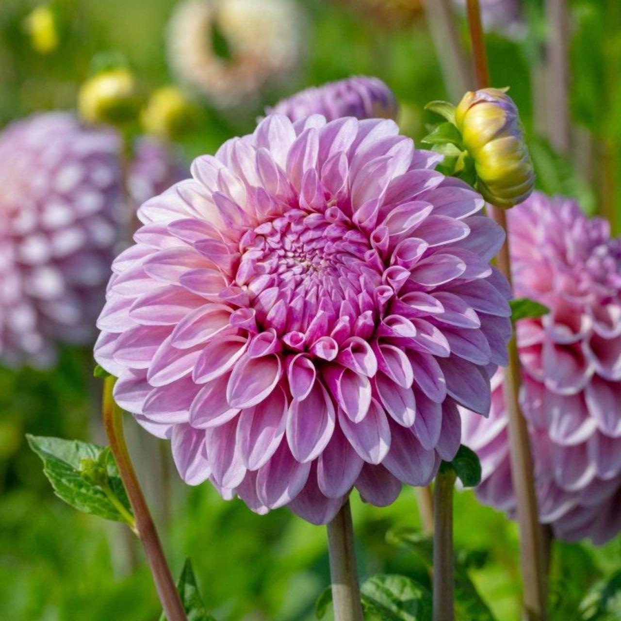 Dahlia 'Jowey Louise (15-01)' plant