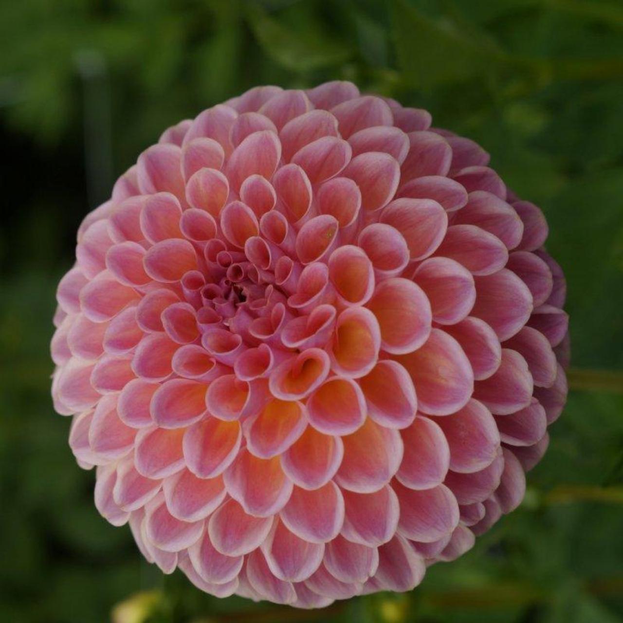 Dahlia 'Jowey Winnie' plant