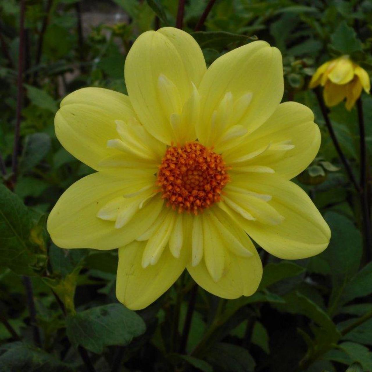 Dahlia 'Kelsey Sunshine' plant